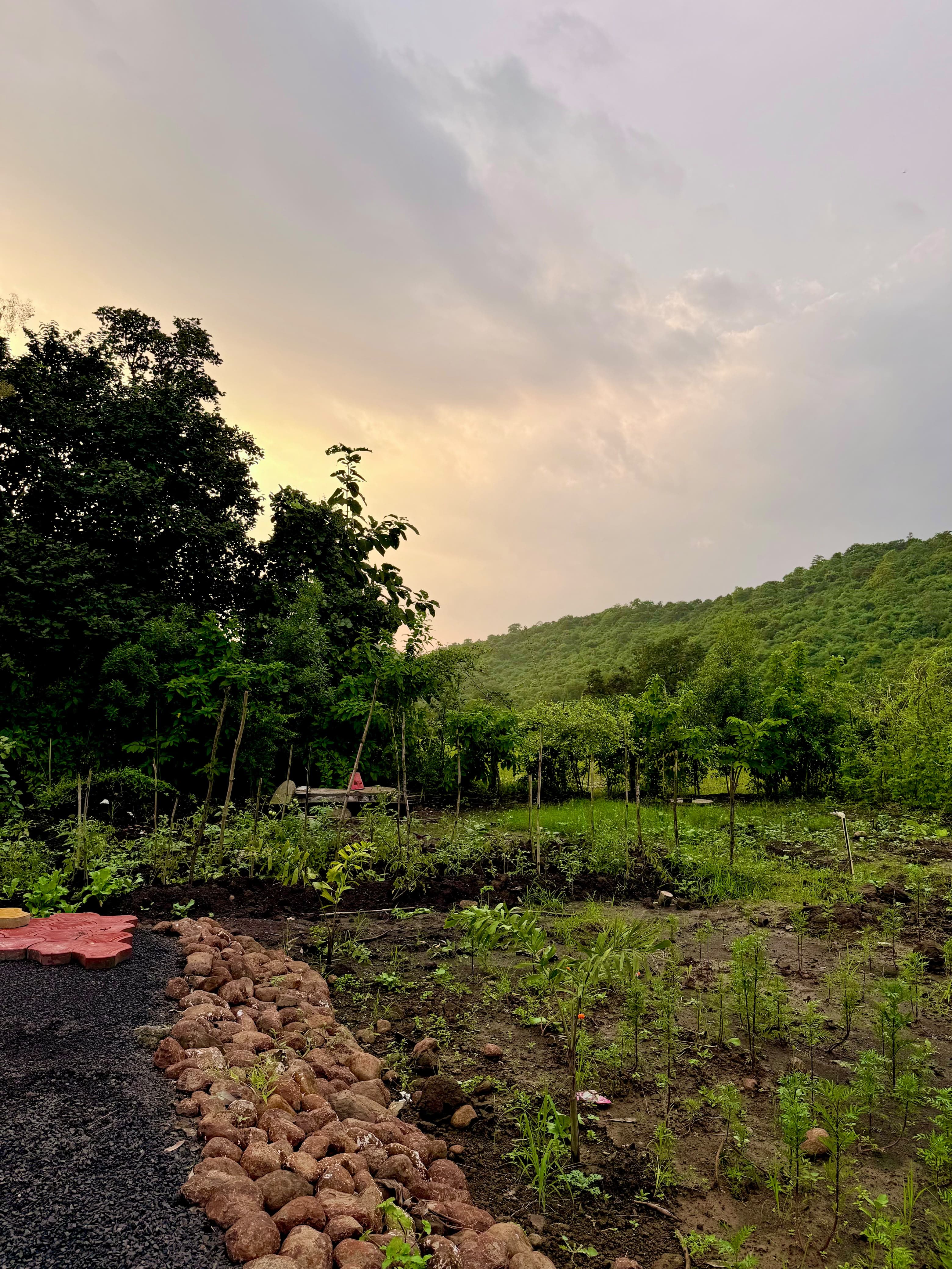 The garden and hill behind Saanjh at sunset.
